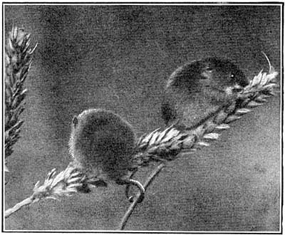 Harvest mouse