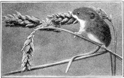 Harvest mouse