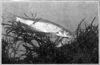 The gudgeon