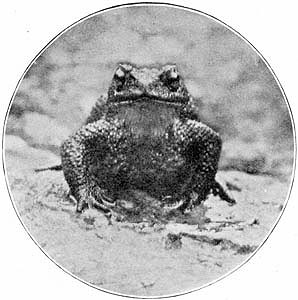 The toad