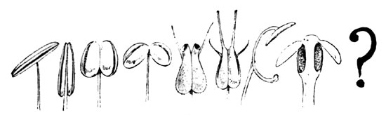 Fig 1. A Row of Stamens