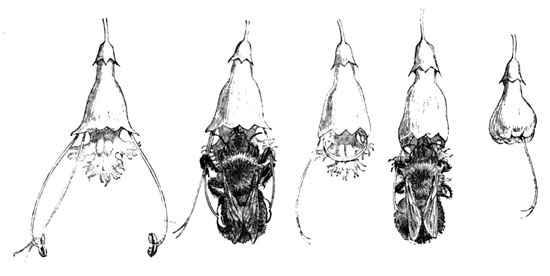 Fig. 9.  Cross-fertilization of the Horse-balm Flowers in Various Stages, and in the Order of their Visitation by the Bee