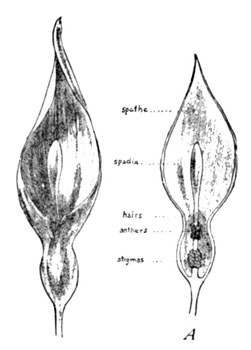 Fig. 12. The Fertilization of the English Arum, 1st Stage