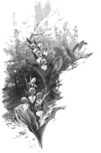 Orchis Spectabilis