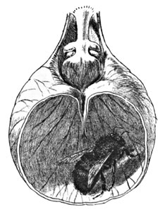 Fig. 17. The Bee Imprisoned in the Lips of Cypripedium