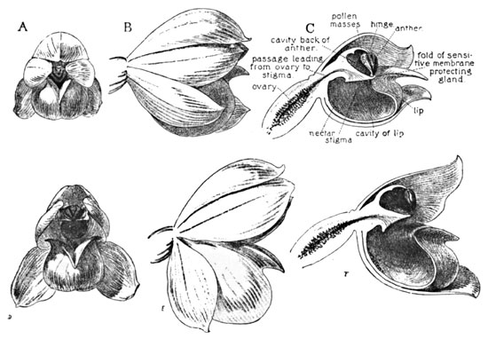 Fig. 19. Rattlesnake-Plantain the Young and the Old