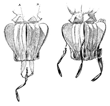 The Pollen Masses and the Fissure