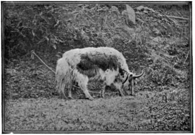 A White Yak