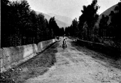 The Avenue of Eucalypti near the Town of Tarma (Andes).