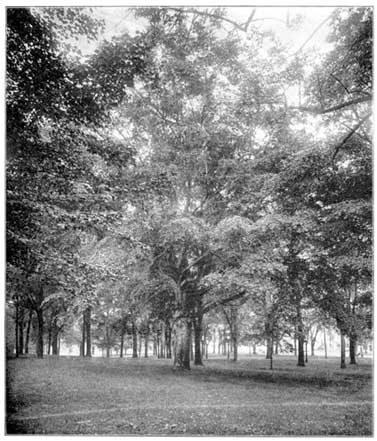 The Old Beech Tree