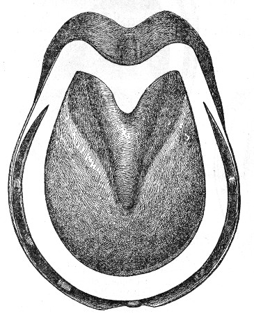 Fig. 9.