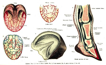 PLATE XXXIII.