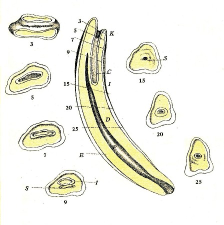 PLATE IV.