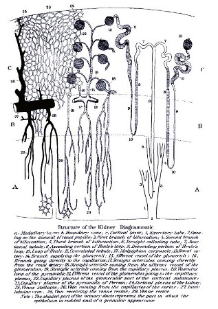 PLATE IX.