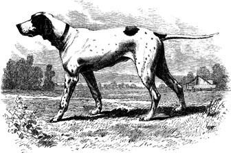 Black and  White Pointer