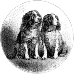 Pair of spaniels