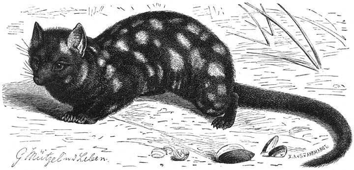 Gevlekte Buidelmarter (Dasyurus viverrinus). 1/4 v. d. ware grootte.