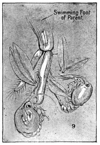 Fig. 9.—Swimming Foot of Crayfish, with the young ones attached.