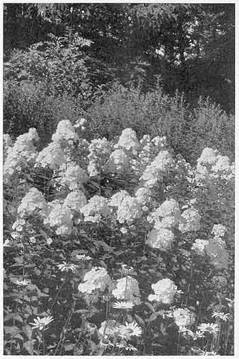 Phlox Paniculata