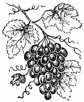 Grapes