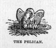 The pelican