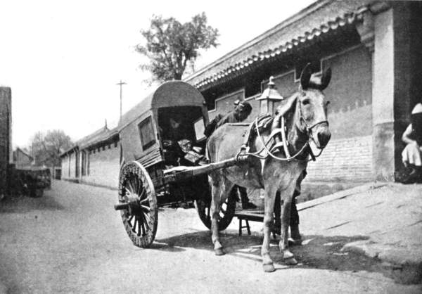 Mule drawing a cart