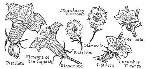 Flowers Needing Cross-Fertilization, Some with Ovary but no Stamens, Others with Stamens but no Ovary