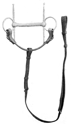 Standing Martingale attached to rings of the Snaffle.