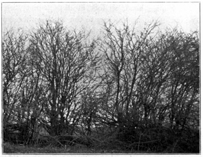 Photo of trees