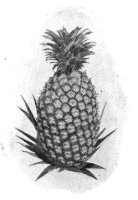 Decorative Pineapple