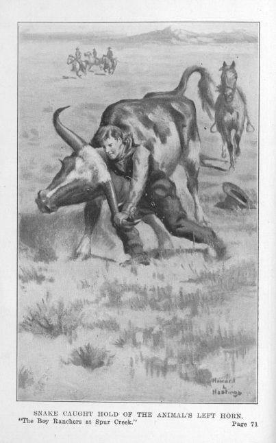 SNAKE CAUGHT HOLD OF THE ANIMAL'S LEFT HORN.  "The Boy Ranchers at Spur Creek."