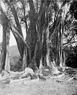 Assam Rubber Tree