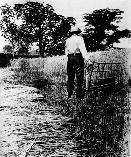 Figure 9.--Grain cradle in use in the field. International Harvester Corporation photo. (Catalog No. 91.)