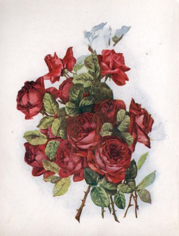 Roses