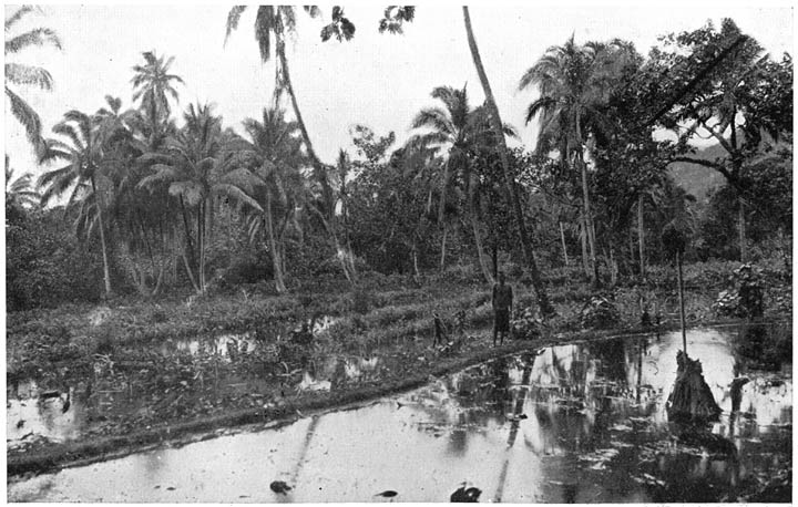 IRRIGATED TARO FIELD ON SANTO.