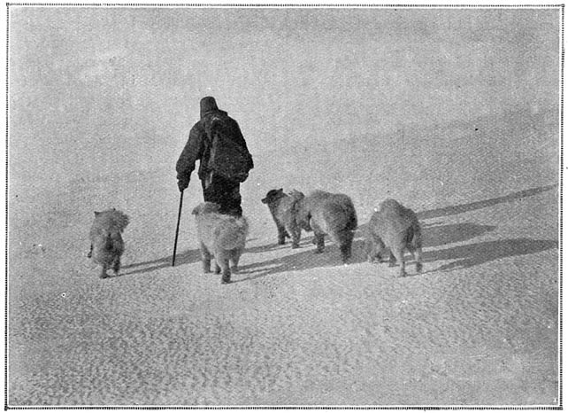Een lid der expeditie op de wandeling met zijn honden.