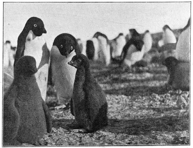 Een pingoeïn-familie.