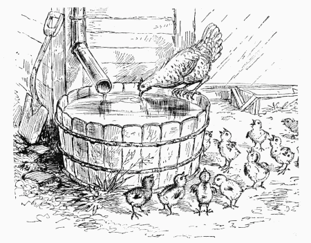 the rainbarrel