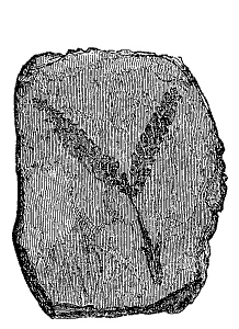 Fig. 13.