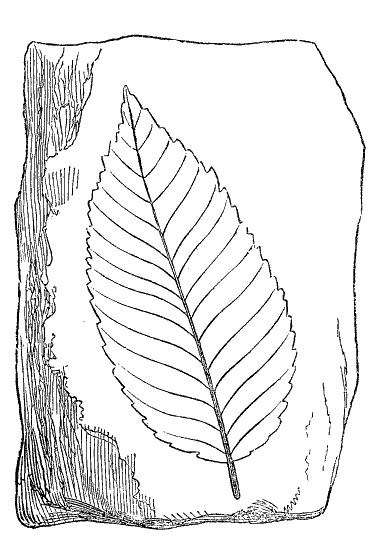 Fig. 42.