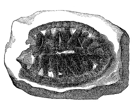 Fig. 65.