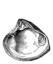 Fig. 85.