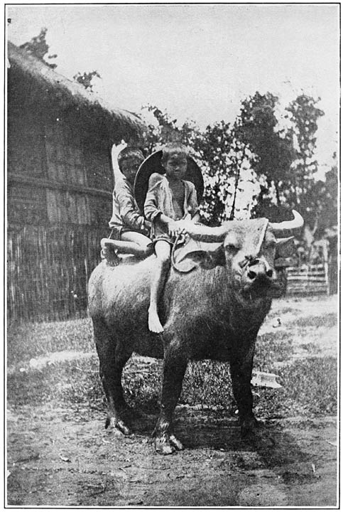 Carabao and Riders.