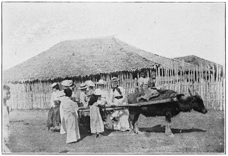 Carabao Cart.