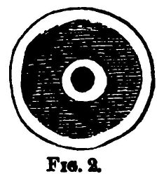 Figure 2. (section Through a Cell.) 