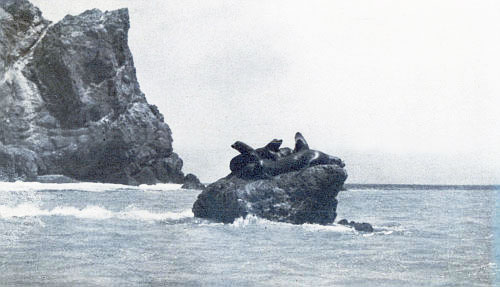 SEAL ROCKS