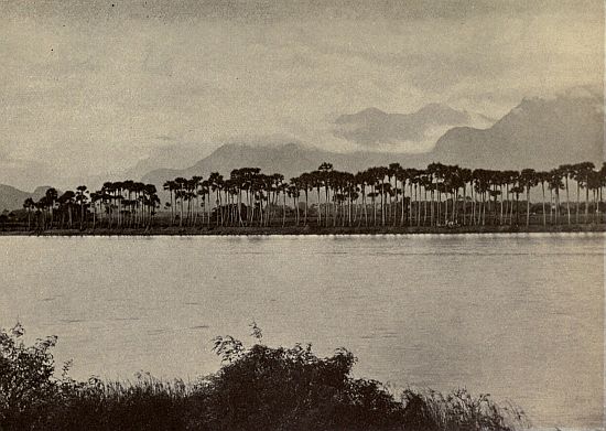 THE RED LAKE. Water Palms, with Mountains in the background.