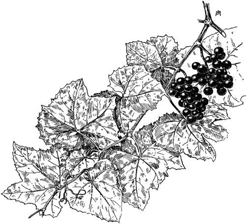 Fig. 4. A shoot of Vitis æstivalis.