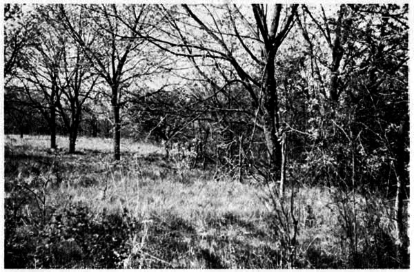 Condition of vegetation along woodland border northeast of Reservation headquarters on December 3, 1954.