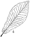 M. macrophýlla.